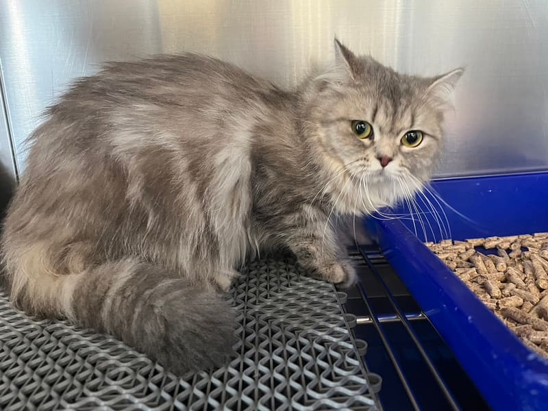 ブリティッシュ・ロングヘア(メス・成猫・黒とトラ)、中型, 施設番号 …8032. 全身です。