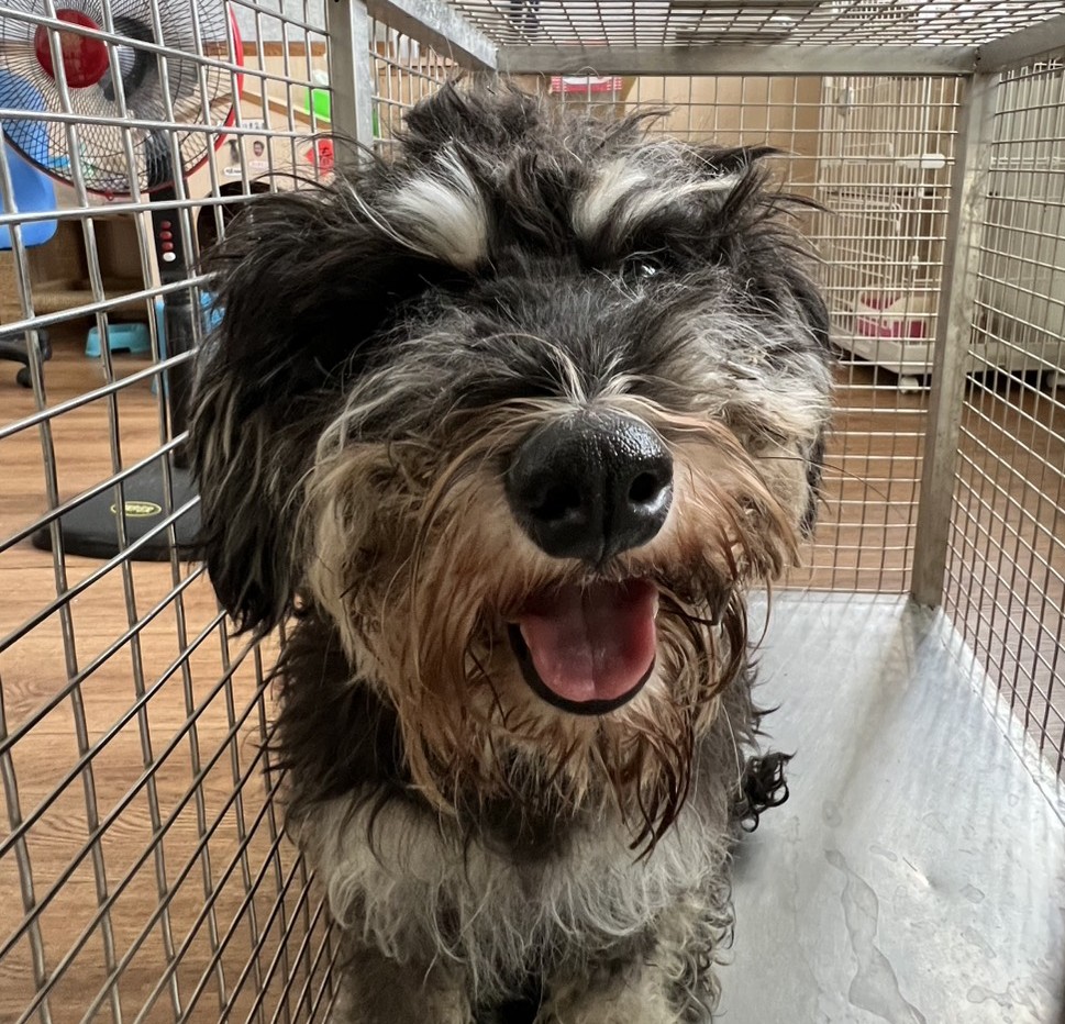 Black adult female Standard Schnauzer, Medium, shelter no. …0001