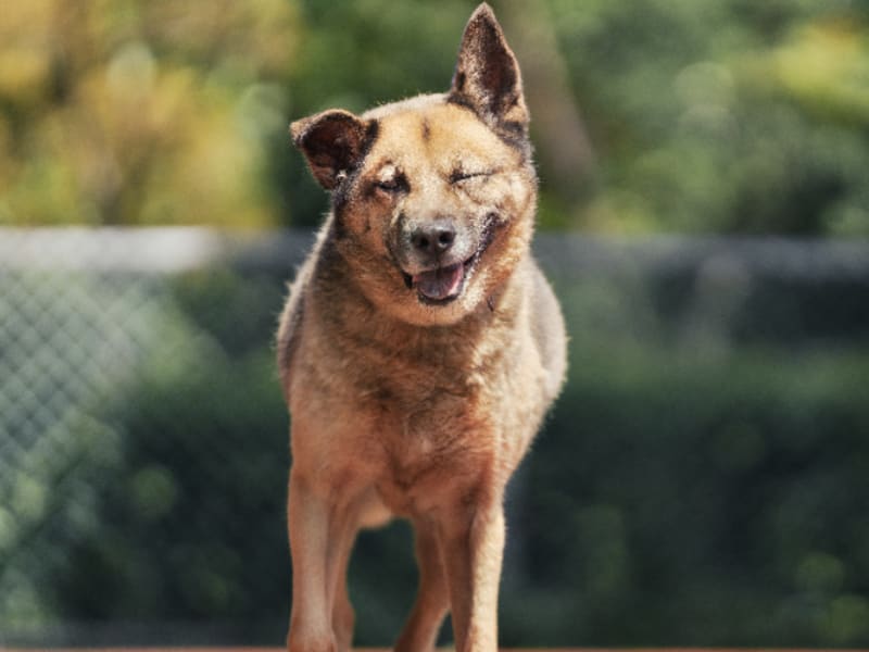 ミックス犬(オス・成犬・黒と茶)、中型, 施設番号 …3108. 全身です。