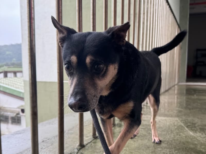 ミックス犬(オス・成犬・黒と茶)、中型, 施設番号 …1001. 顔のアップです。