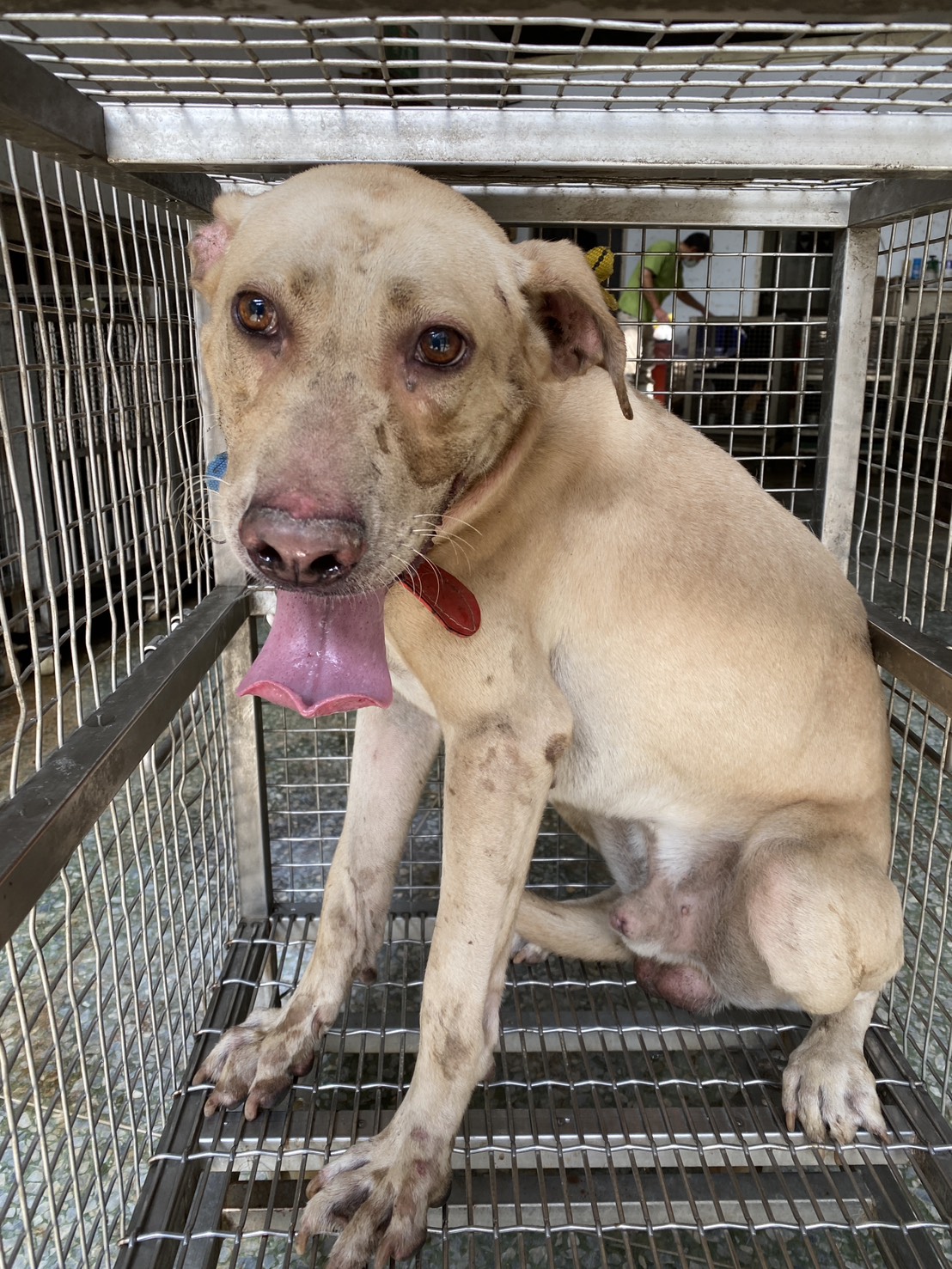 Perro mestizo macho adulto (blanco), Mediano, refugio n.º …5-01