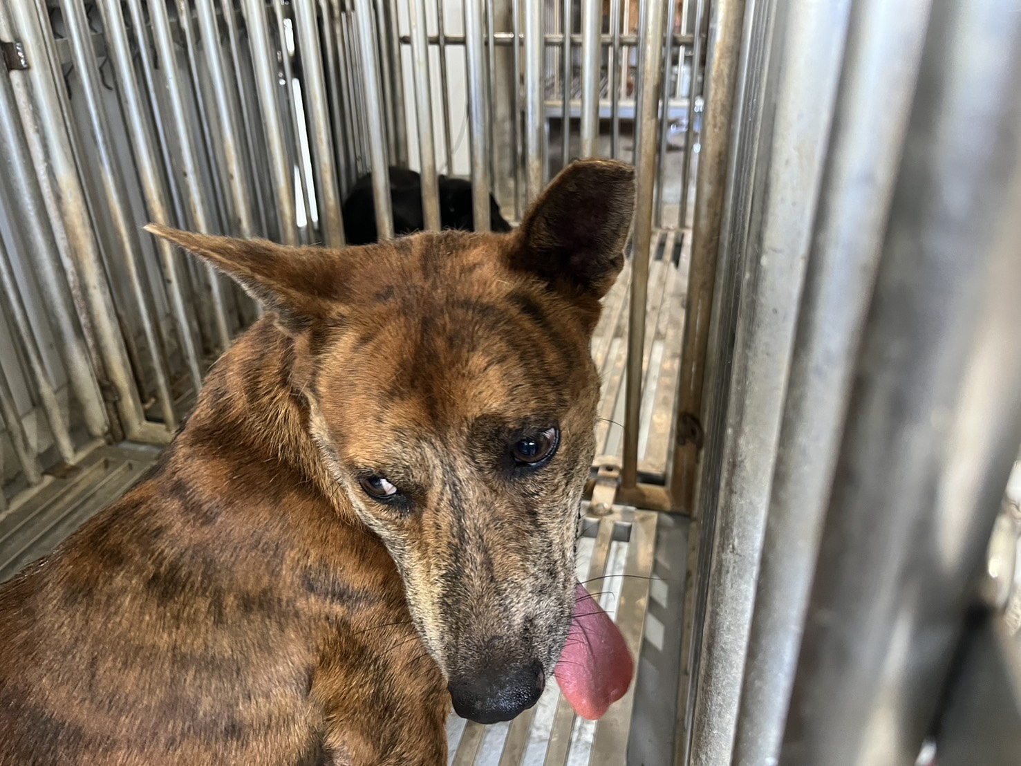 ミックス犬(オス・成犬・トラ)、中型, 施設番号 …6002. 全身です。