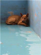 ミックス犬(オス・成犬・黒と茶)、中型, 施設番号 …9001
