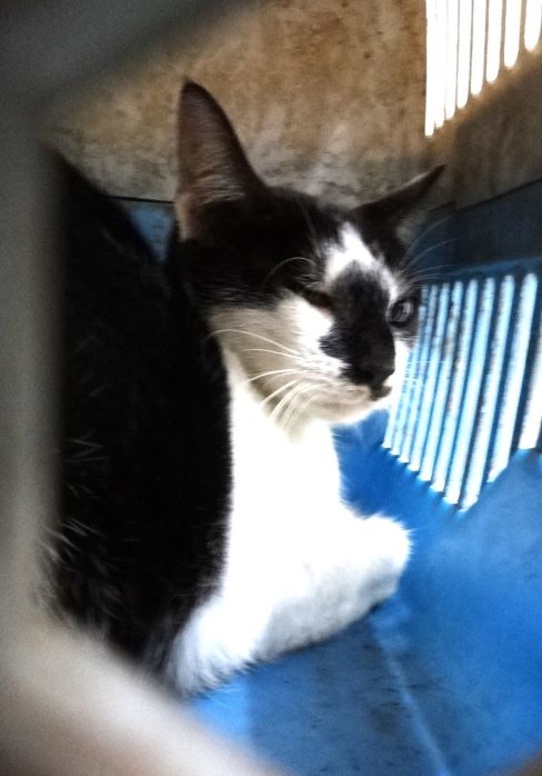 Black-and-white adult mixed-breed cat, Large, shelter no. …1700
