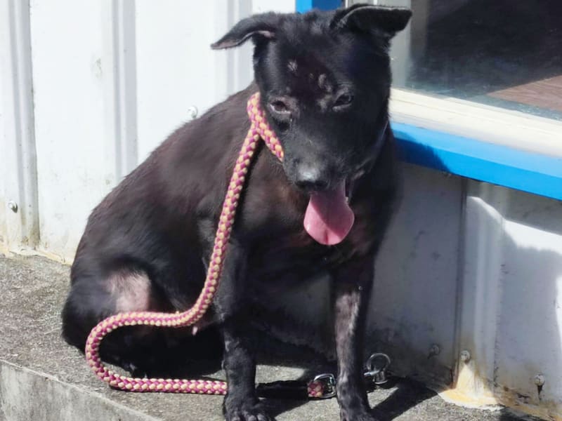 Perra mestiza hembra adulta (negro), Mediano, refugio n.º …2702. Todo el animal.