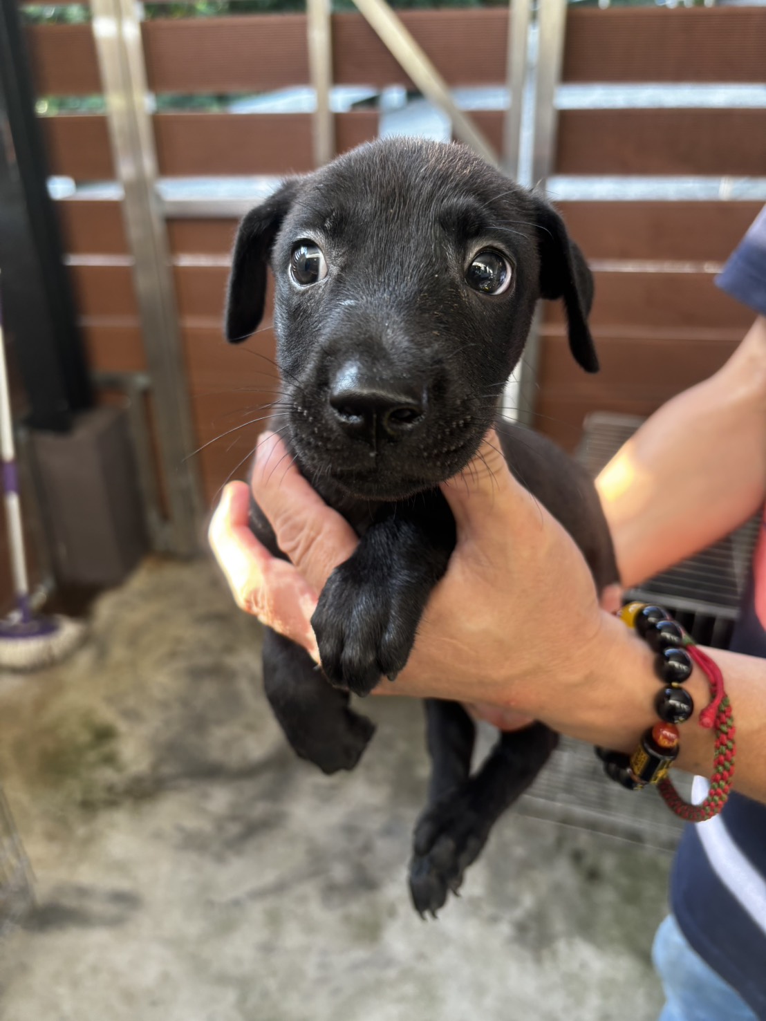 Perro mestizo macho joven (negro), Mediano, refugio n.º …5013. Más cerca de la cara.