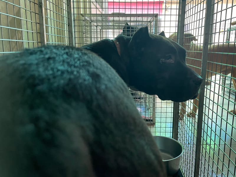 American Bully femelle adulte (noir), Grand, refuge n° …9003. Tout l'animal.