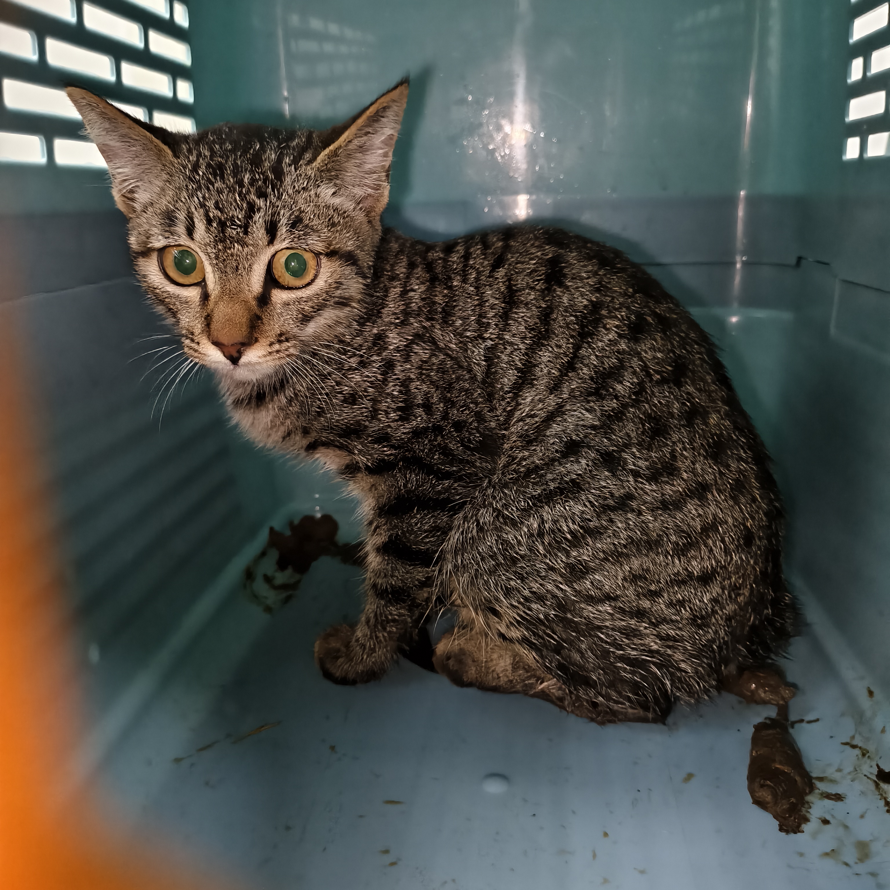 Black tabby adult male mixed-breed cat, Medium, shelter no. …3006. The whole animal.