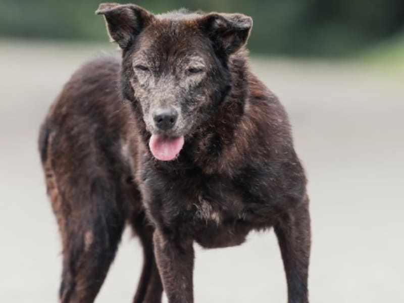 Perra mestiza hembra adulta (negro), Mediano, refugio n.º …5003. Todo el animal.