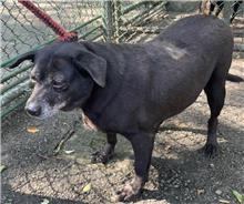 Black adult female mixed-breed dog, Medium, shelter no. …1206