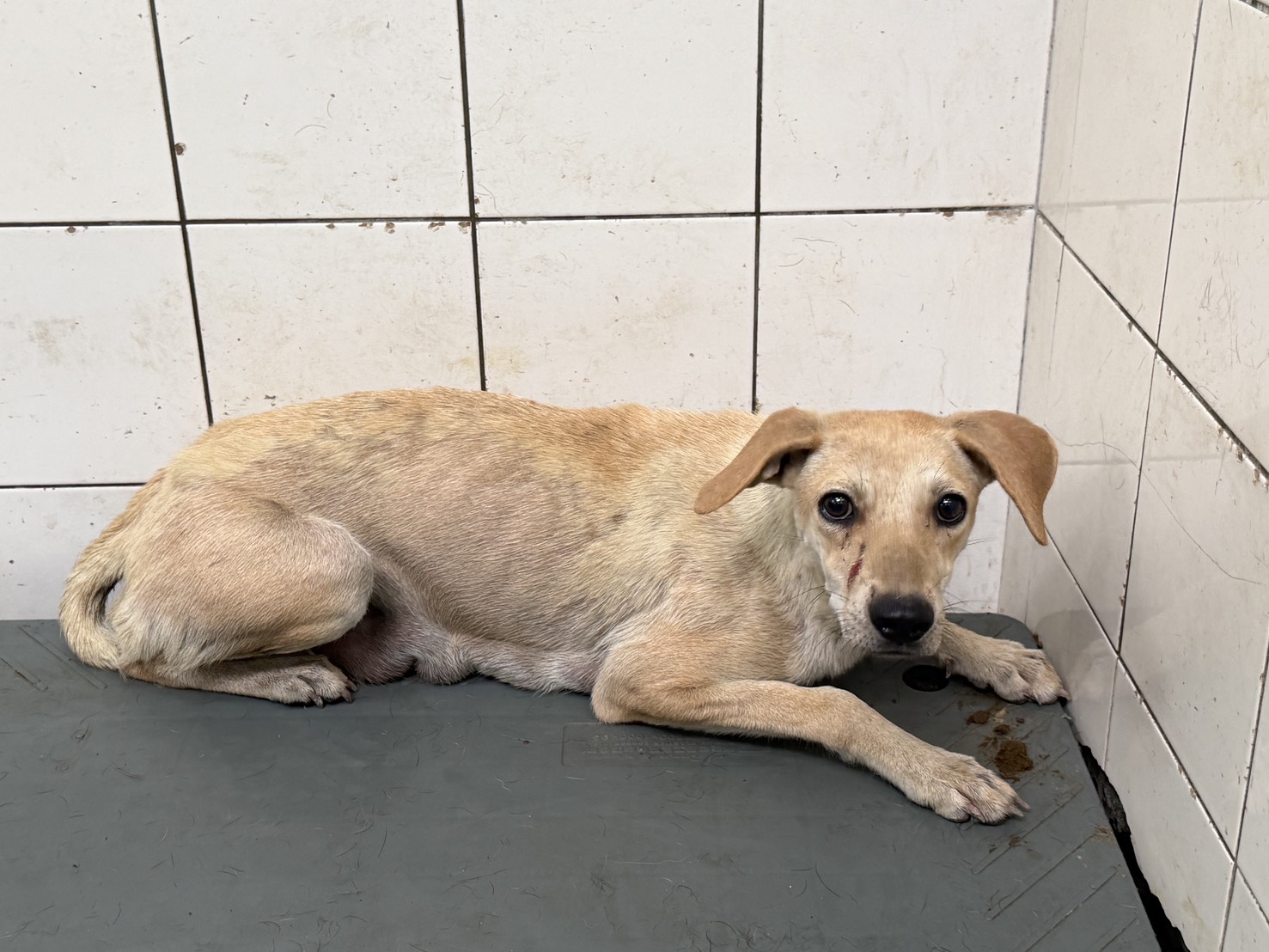 Chienne croisée femelle adulte (fauve), Moyen, refuge n° …2A25. Tout l'animal.