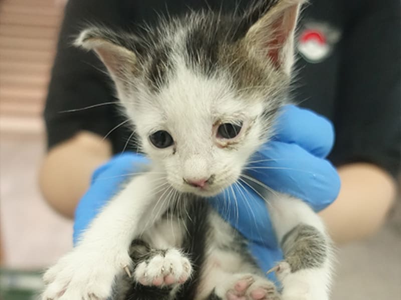 ミックス猫（若い・黒と白）、小型, 施設番号 …1782. 顔のアップです。