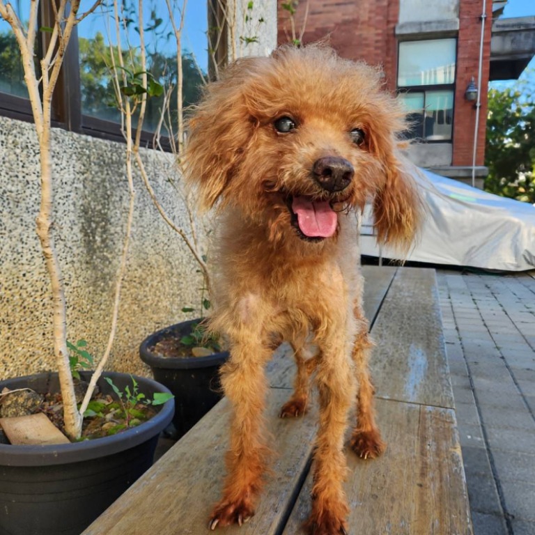 棕色成年公貴賓犬,小型, 收容編號 …3003. 完整的毛孩。