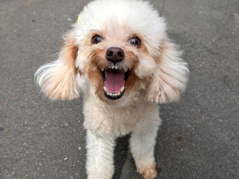 Caniche hembra adulta (crema), Pequeño, refugio n.º …3001