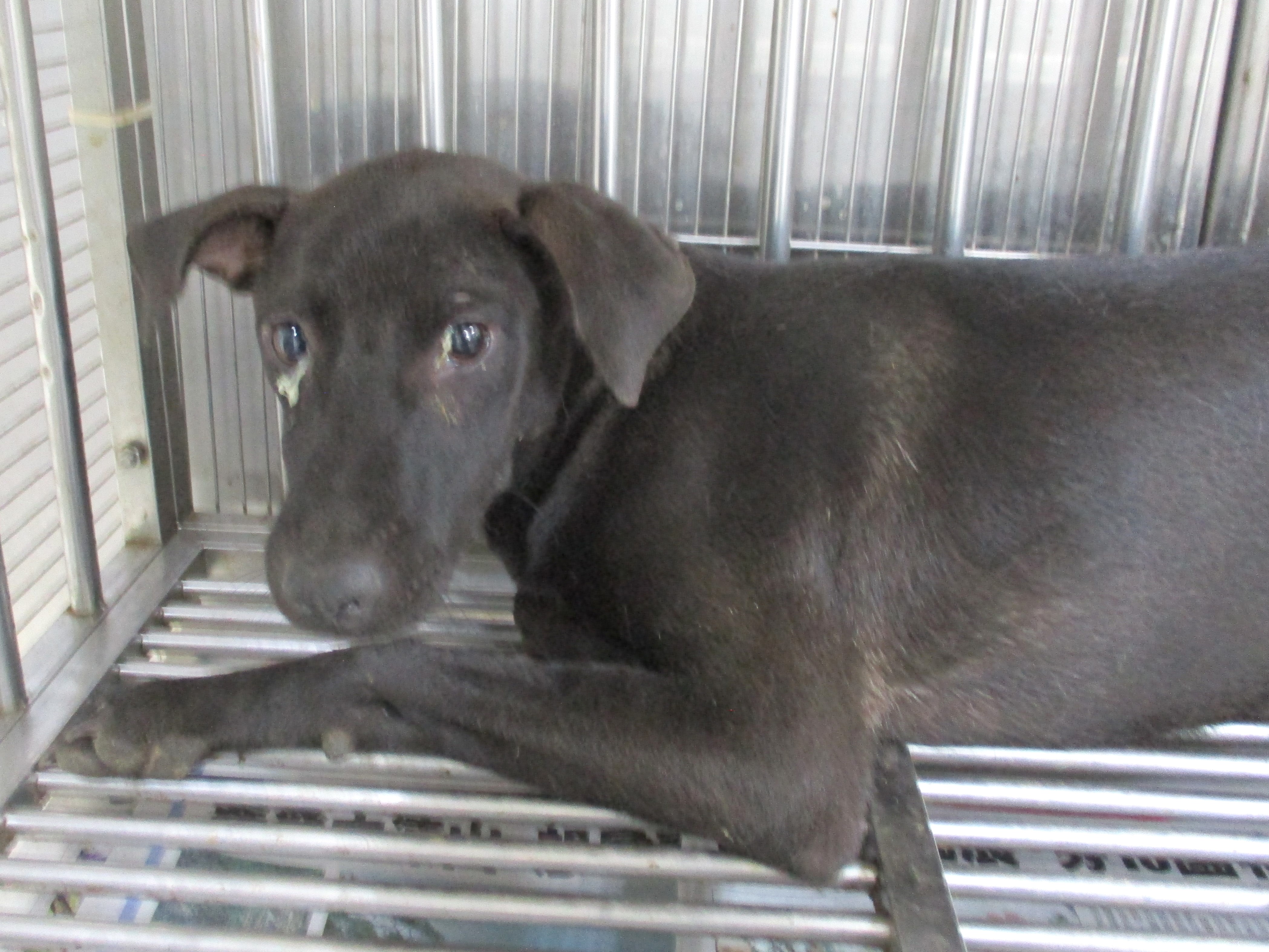 Black adult female mixed-breed dog, Medium, shelter no. …12R7. Closer on the face.