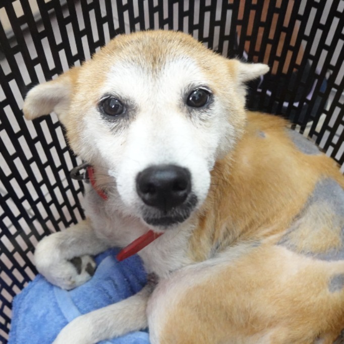 Shiba Inu hembra adulta (canela), Mediano, refugio n.º …4-05. Más cerca de la cara.