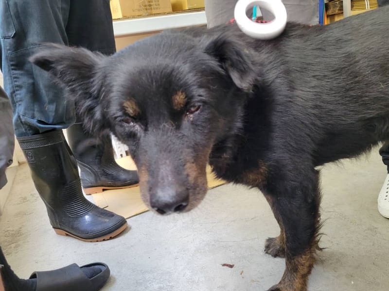 ミックス犬（オス・成犬・黒とこげ茶）、中型, 施設番号 …0706. 顔のアップです。