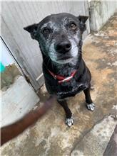 ミックス犬(メス・成犬・黒)、中型, 施設番号 …4024
