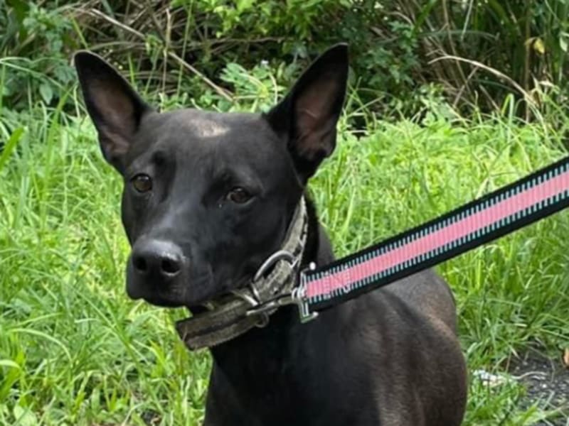 Black adult female mixed-breed dog, Medium, shelter no. …9011. Closer on the face.