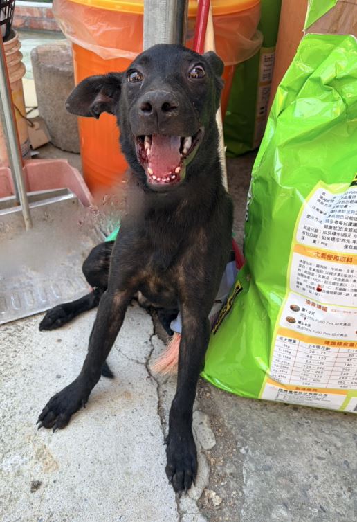 Perro mestizo macho joven (negro), Pequeño, refugio n.º …2002. Todo el animal.