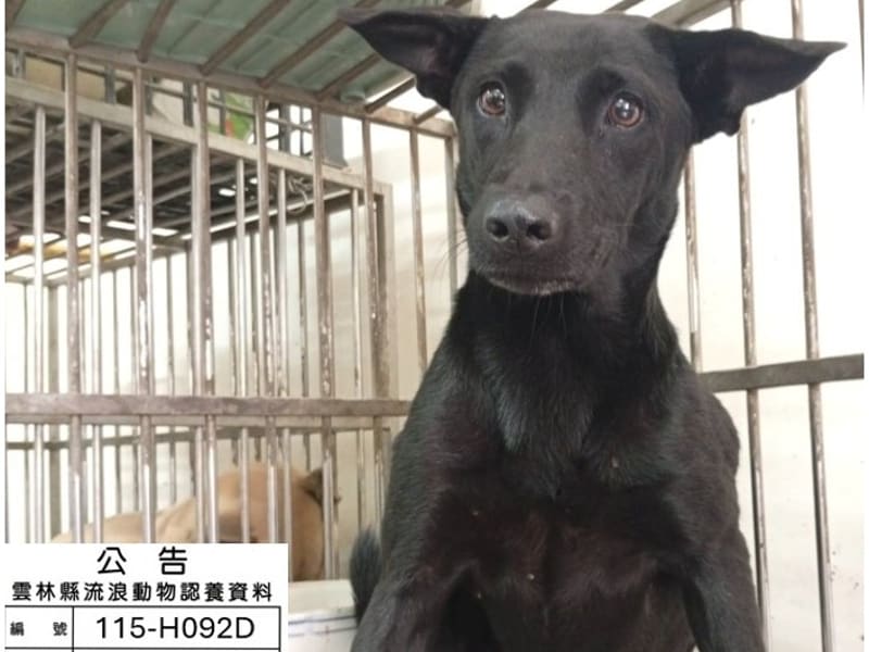 ミックス犬(メス・成犬・黒)、中型, 施設番号 …092D