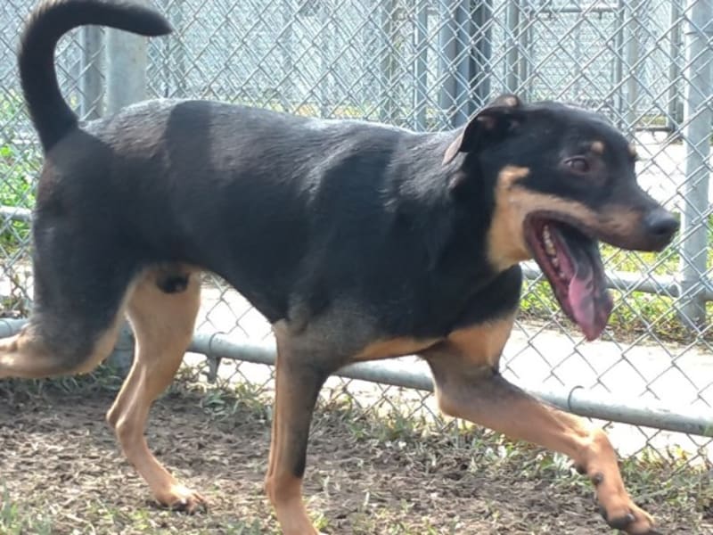 Black-and-tan adult male mixed-breed dog, Medium, shelter no. …2701. Closer on the face.
