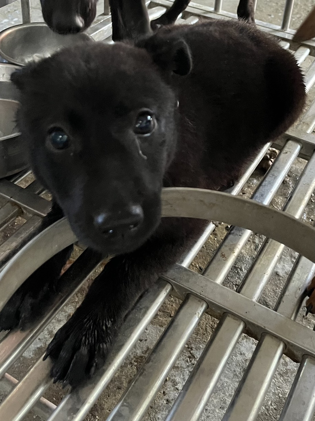 Chienne croisée femelle jeune (noir), Petit, refuge n° …8006. Plus près du visage.