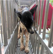 ミックス犬（オス・成犬・黒と白）、大型, 施設番号 …5032
