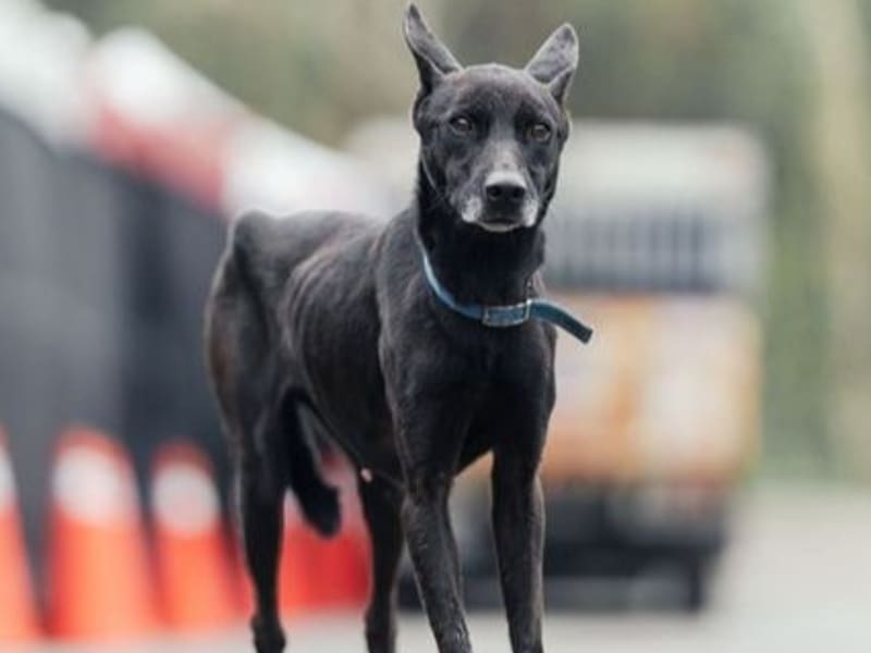 ミックス犬(メス・成犬・黒)、中型, 施設番号 …9009. 全身です。