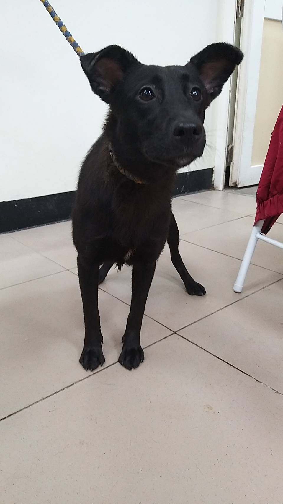 Asong halo ang lahi (Lalaki, Bata, itim), Katamtaman, blg. ng shelter …0001. Ang buong hayop.