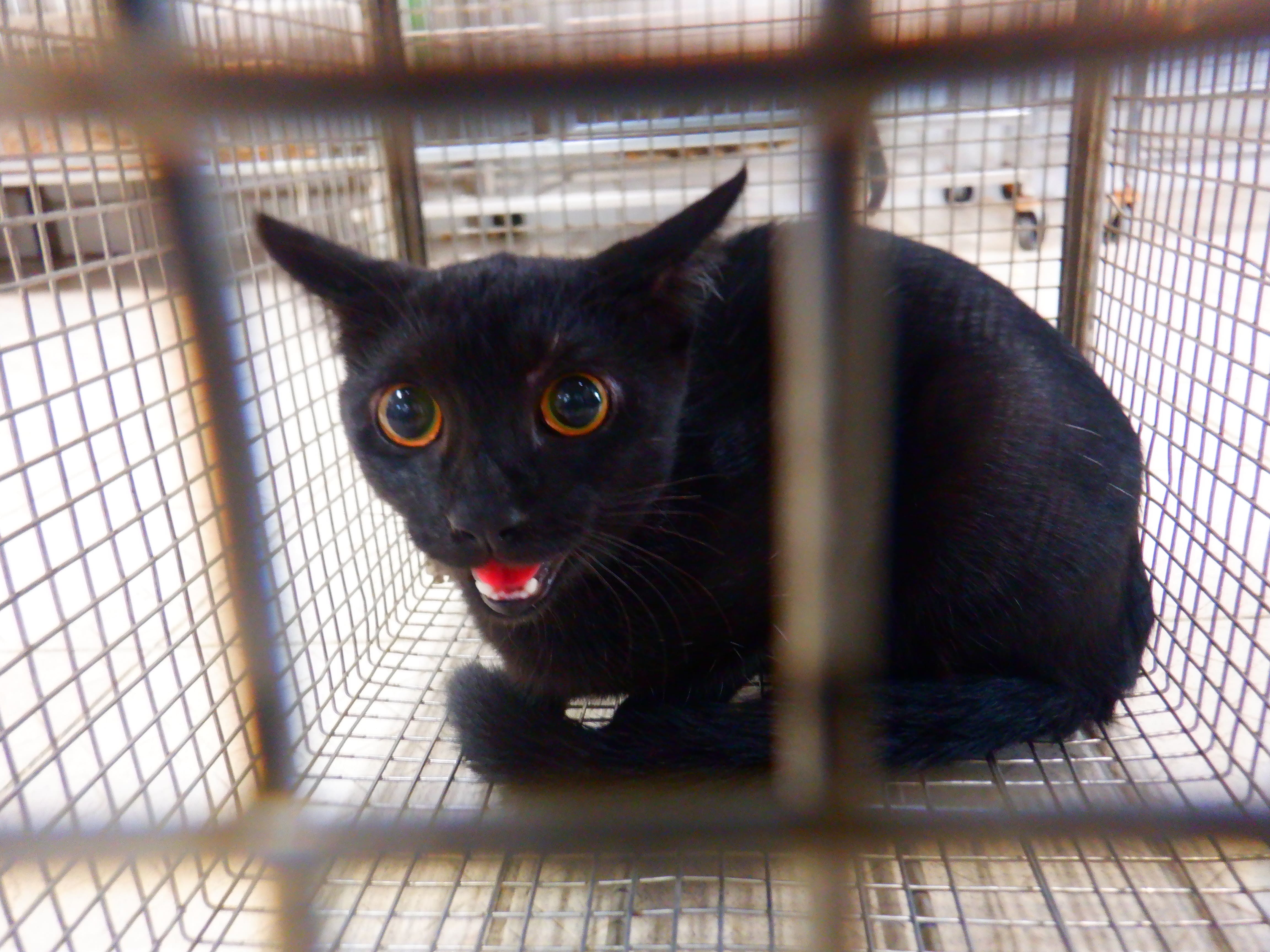 Black adult female mixed-breed cat, Small, shelter no. …05C2