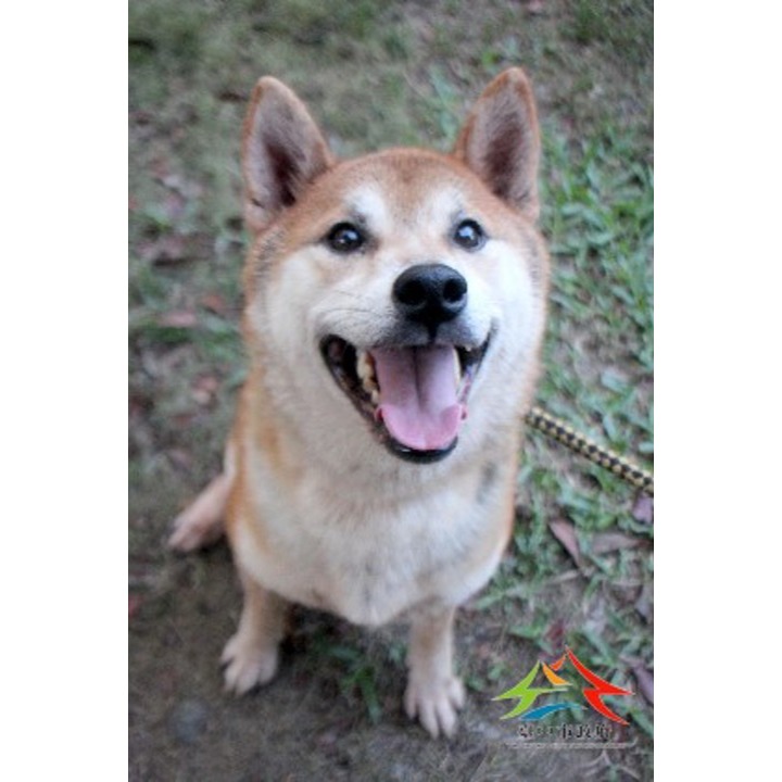 shiba (Lalaki, Matanda na, dilaw at puti), Malaki, blg. ng shelter …6002