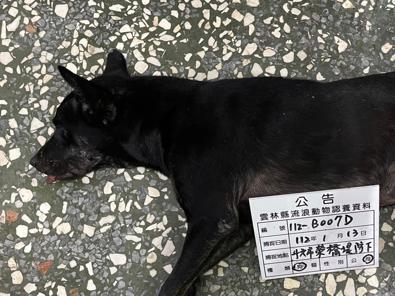 Chienne croisée femelle adulte (noir), Grand, refuge n° …007D. Plus près du visage.