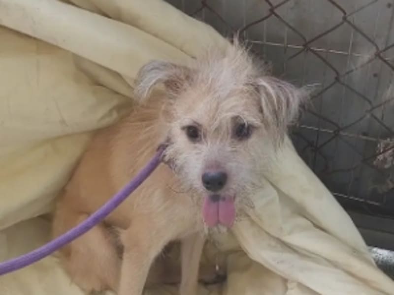 Perro mestizo macho adulto (crema), Mediano, refugio n.º …1002. Más cerca de la cara.