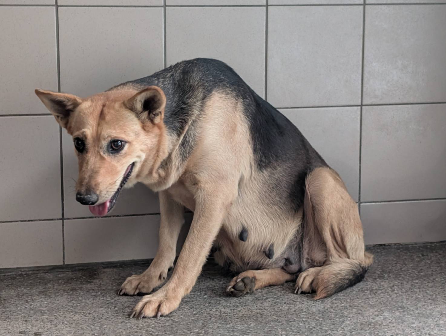 ミックス犬(メス・成犬・茶)、大型, 施設番号 …1415. 全身です。