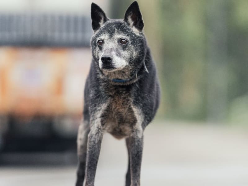 黑色成年母混种犬,中型, 收容编号 …2514. 完整的宠物。