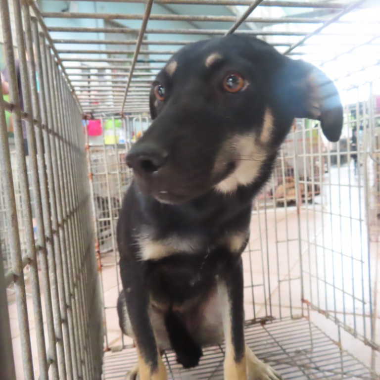 Black-and-tan adult female mixed-breed dog, Medium, shelter no. …0-24. The whole animal.