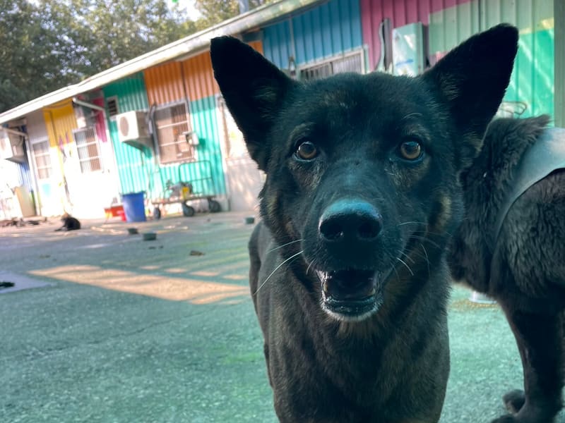 Chien croisé mâle adulte (noir et fauve), Moyen, refuge n° …3005. Plus près du visage.