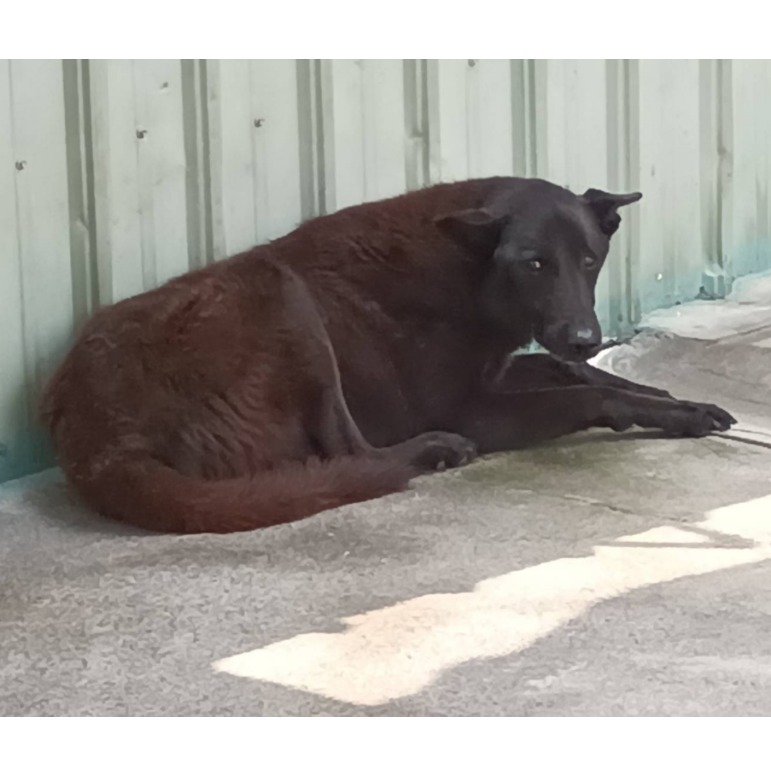Black adult male mixed-breed dog, Large, shelter no. …038D. The whole animal.