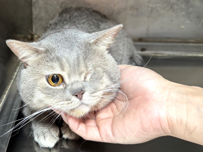 Gray adult male Persian cat, Large, shelter no. …1709