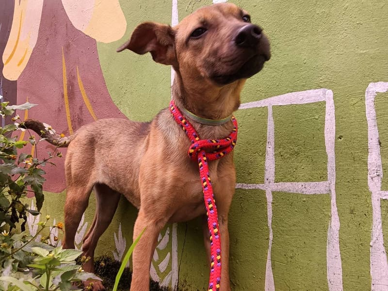 Tan adult female mixed-breed dog, Medium, shelter no. …6001. The whole animal.