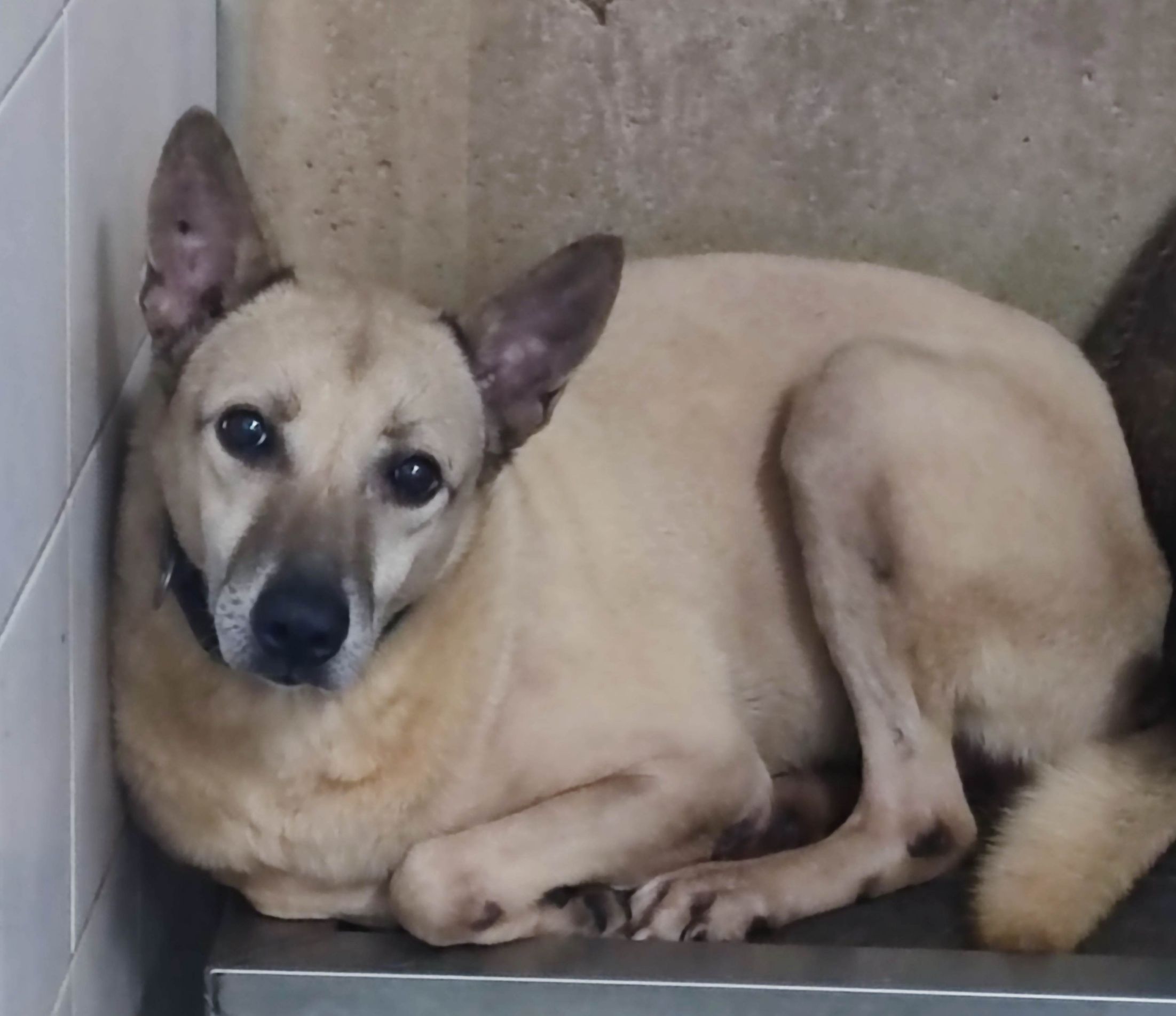 Tan adult male mixed-breed dog, Medium, shelter no. …3103