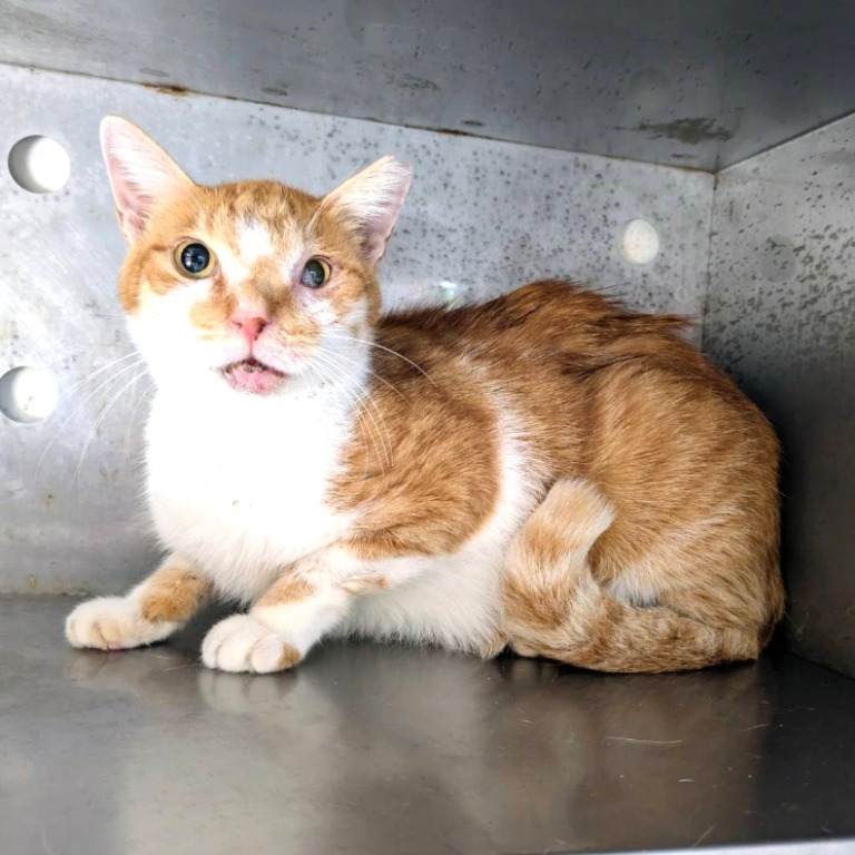 ミックス猫(オス・成猫・茶と白)、中型, 施設番号 …6001
