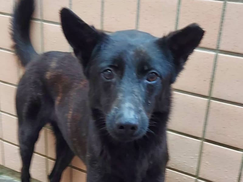 Perra mestiza hembra adulta (negro), Mediano, refugio n.º …6001. Más cerca de la cara.