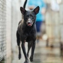 Black adult male mixed-breed dog, Medium, shelter no. …3002