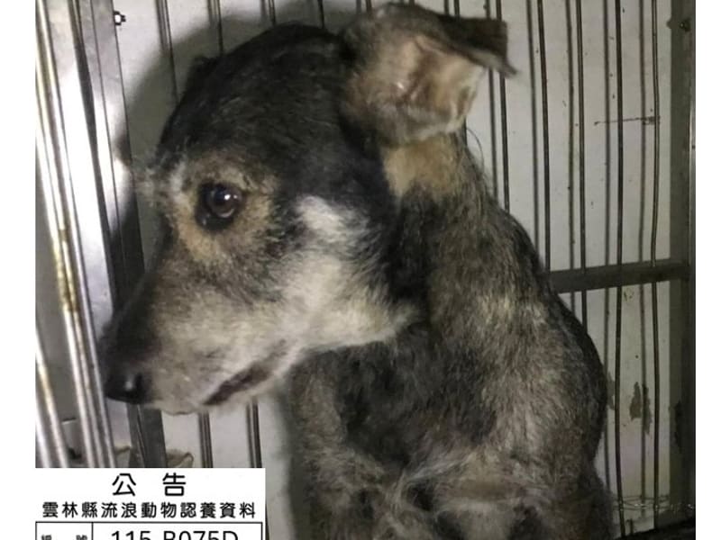 ミックス犬(オス・成犬・黒とグレー)、大型, 施設番号 …075D