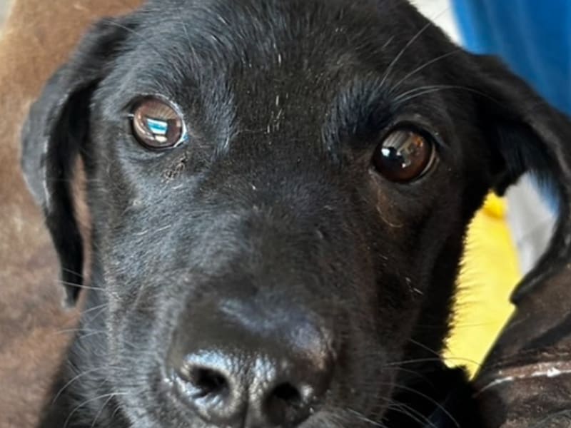 Perra mestiza hembra joven (negro), Mediano, refugio n.º …9019. Más cerca de la cara.