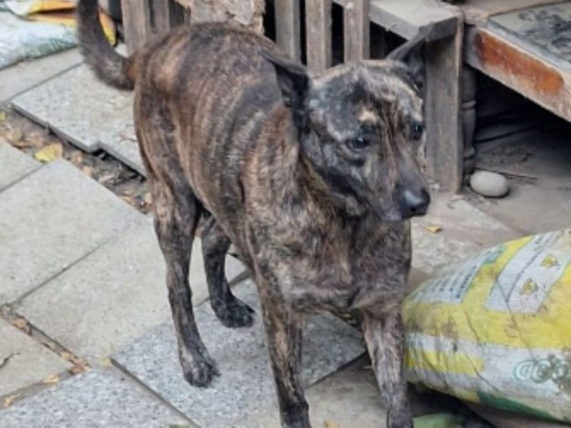 黑黄色成年公混种犬,大型, 收容编号 …017D. 完整的宠物。