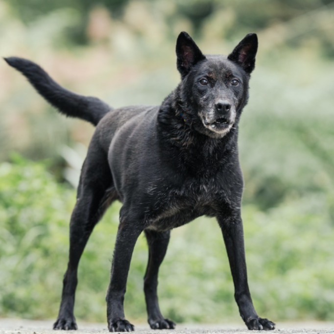 黑色成年公混種犬,大型, 收容編號 …6003. 完整的毛孩。