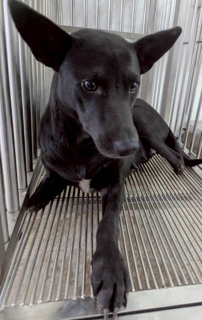 ミックス犬(メス・成犬・黒)、中型, 施設番号 …3002. 顔のアップです。